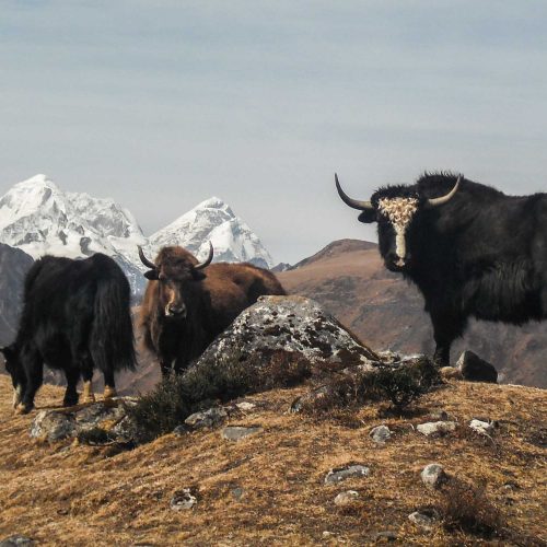 Yaks